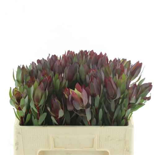 Leucadendron 'Senorita'