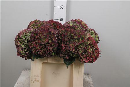 Hydrangea macrophylla Glowing Alps (paars classic)