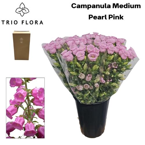 Campanula medium 'Campana Pearl Pink'