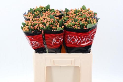 Hypericum androsaemum Mellow Romance