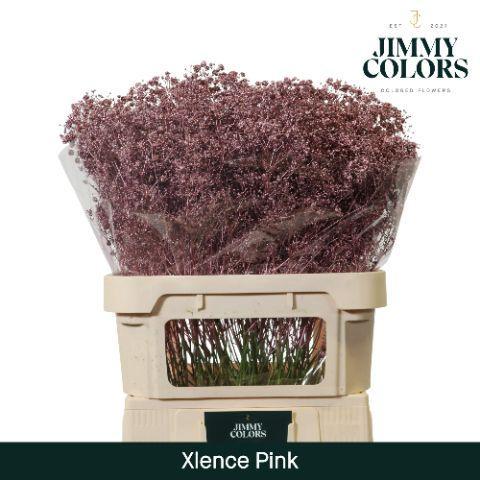 Gypsophila overig kleurbehandeld H%