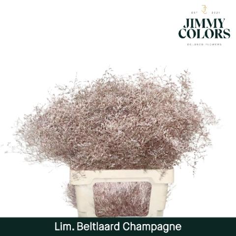 Limonium overig kleurbehandeld H%