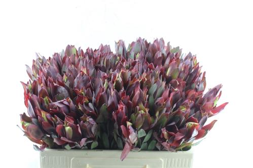 Leucadendron 'Senorita'