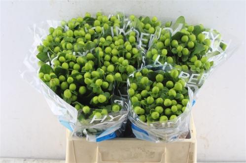 Hypericum Coco Bamboo