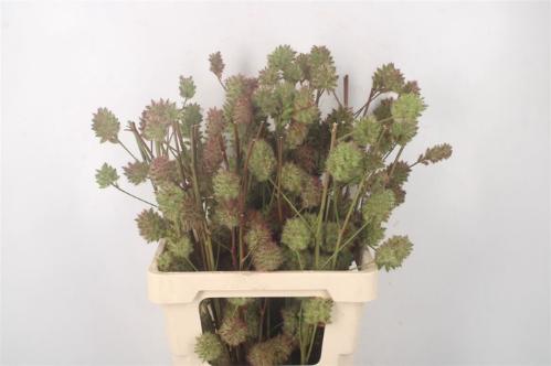Glycyrrhiza yunnanensis (zaaddoos)