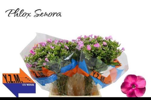 Phlox Paniculata Grp 'Cenura'