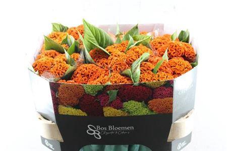 Celosia argentea (Cristata Grp) 'Act Zara'