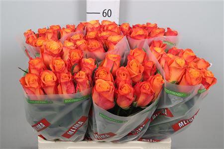 Rosa grootbloemig Confidens