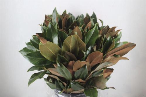 Decoratiegroen overig per bos