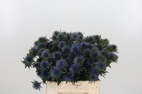 Eryngium planum Magnetar Questar