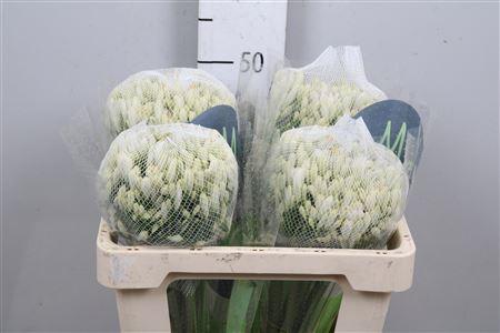 Agapanthus 'Gletsjer'