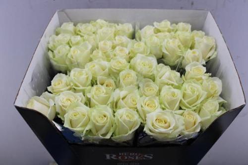 Rosa grootbloemig Avalanche+