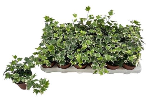 Hedera helix 'White Ripple'