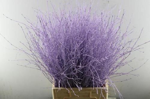 Betula kleurbehandeld H%