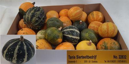 Siervruchten per stuk Cucurbita pepo gemengd