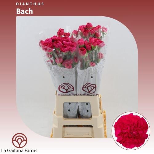 Dianthus standaard Bach