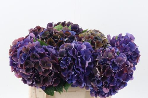 Hydrangea macrophylla Royal King (classic)