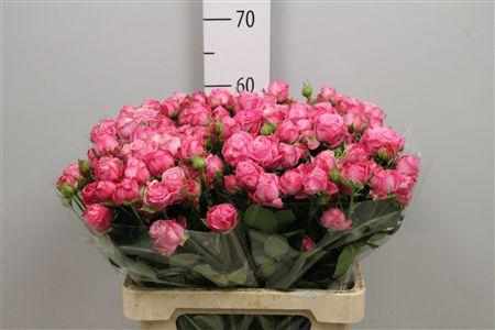Rosa tros Lady Bombastic