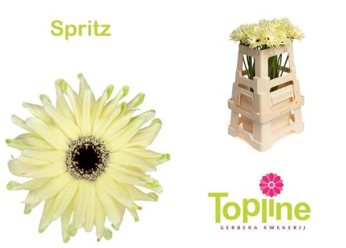 Gerbera mini krulvormig Pastini Spritz