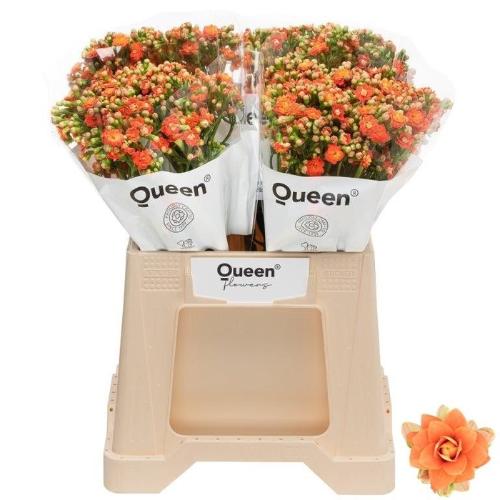 Kalanchoe 'Brilliant Orange Meadow'