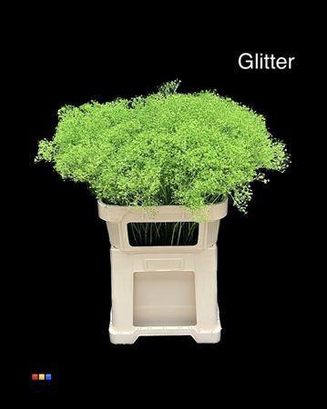 Gypsophila overig kleurbehandeld H%