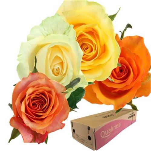 Rosa grootbloemig Buttercup