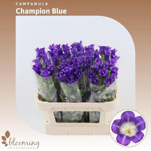 Campanula medium 'Champion Blue'