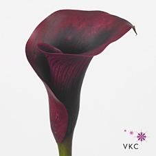 Zantedeschia 'Rudolph'