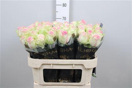 Rosa grootbloemig Pink Journey