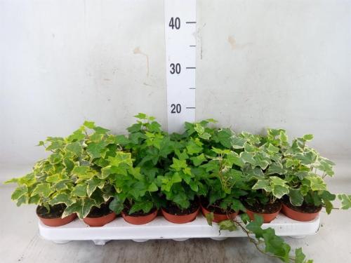 Hedera helix gemengd