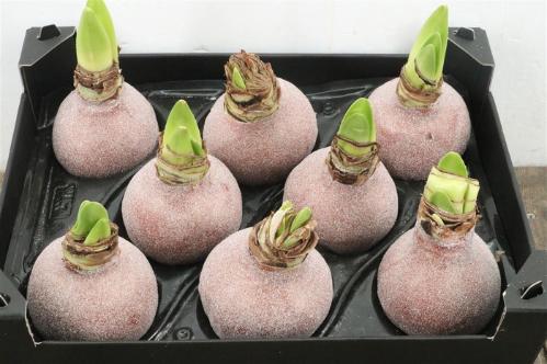 Hippeastrum bol gewaxt H%