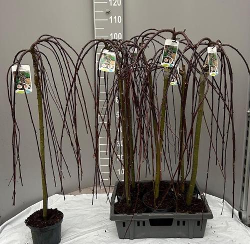 Salix caprea 'Kilmarnock'