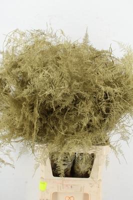 Asparagus overig kleurbehandeld H%