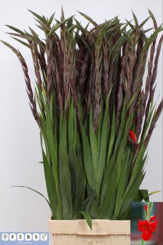 Gladiolus (Large-flowered Grp) 'Bunga'