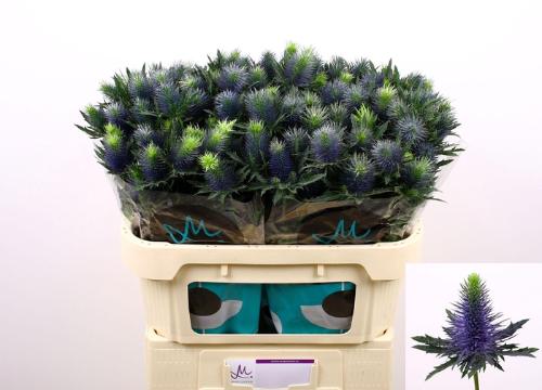 Eryngium Supernova Questar