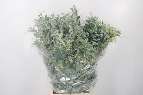 Acacia baileyana bloeiend per bos 'Purpurea'