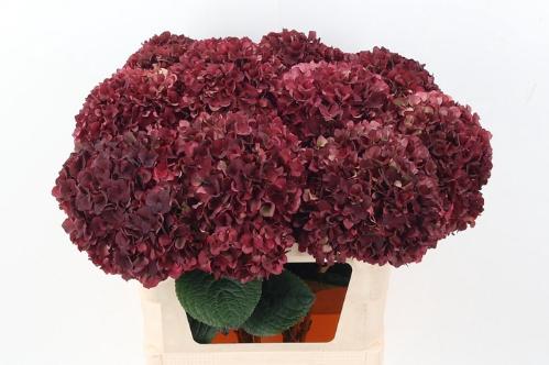 Hydrangea macrophylla Magical Rubyred (classic)