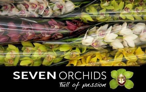 Cymbidium grootbloemig per tak gemengd