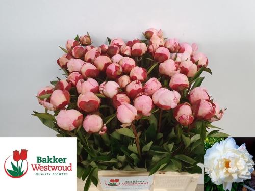 Paeonia Lactiflora Grp 'Gardenia'