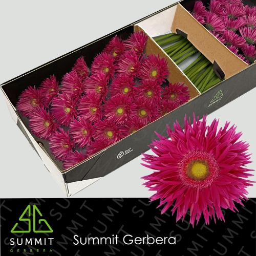 Gerbera grootbloemig spinvormig Kaa+