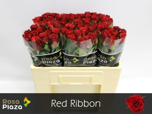 Rosa grootbloemig Red Ribbon