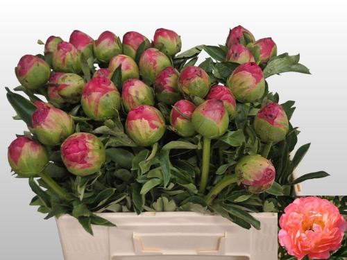 Paeonia Lactiflora Grp 'Coral Sunset'