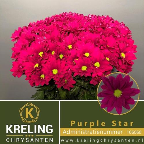 Chrysanthemum (Indicum Grp) tros Purple Star