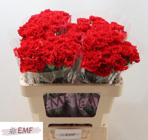 Dianthus standaard Grand Slam