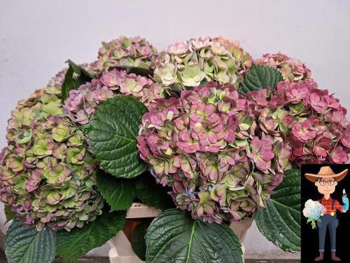 Hydrangea macrophylla Adora (classic)