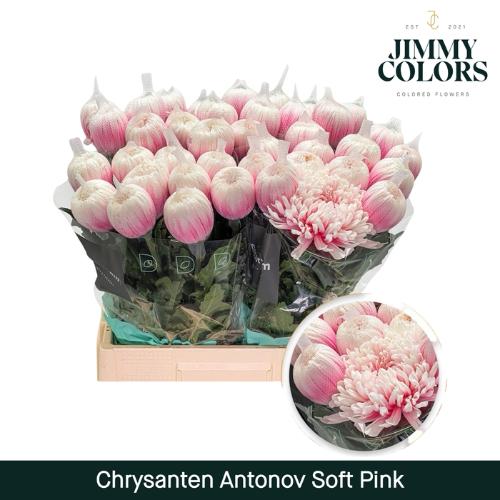 Chrysanthemum (Indicum Grp) geplozen Antonov kleurbehandeld H%