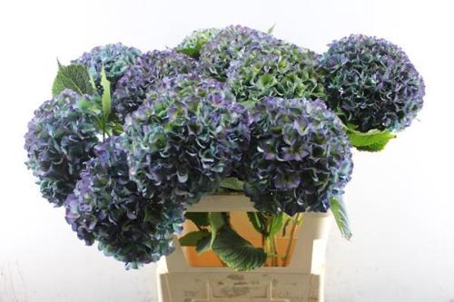 Hydrangea macrophylla Royal Parade (classic)