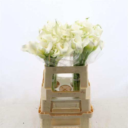 Zantedeschia Whitehorse