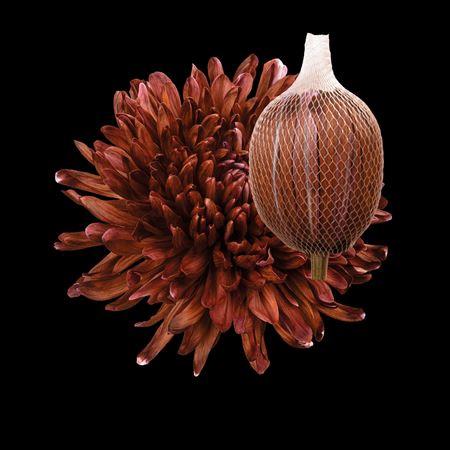 Chrysanthemum (Indicum Grp) geplozen Antonov kleurbehandeld H%