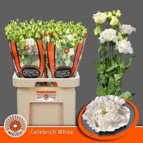 Eustoma russellianum gevuldbloemig 'Celebrich White'